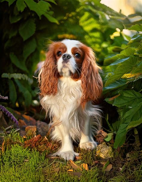 Cavalier King Charles Spaniel accoccolato su un cuscino