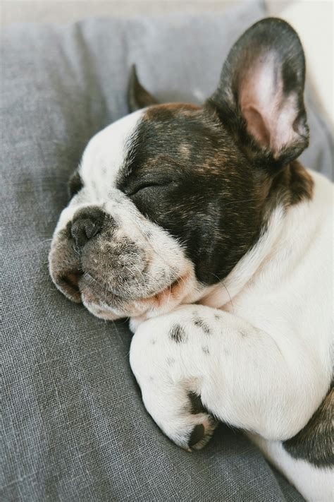 Bulldog che dorme beatamente sul divano