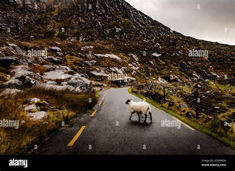 Pecore che attraversano una strada di campagna in Sardegna