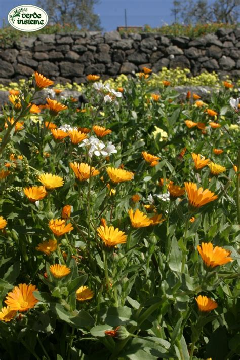 Capolino di Calendula