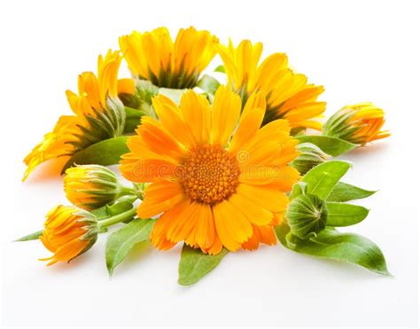 Foglie di Calendula