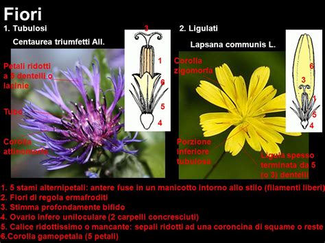 Sezione di capolino di Calendula con fiori ligulati e tubulosi