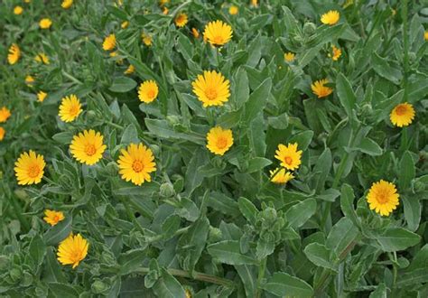Acheni di Calendula arvensis