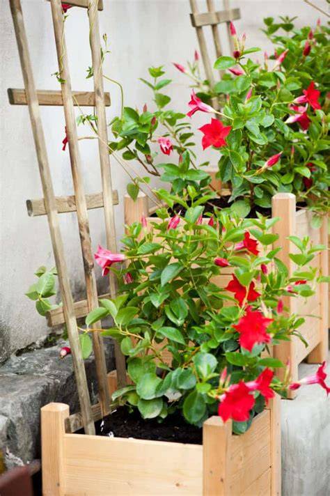 Mandevilla rossa in piena fioritura su traliccio