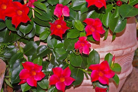 Fiori di Mandevilla rossa danneggiati dal sole intenso