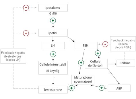 Schema che illustra la cascata ormonale GnRH-LH/FSH-Gonadi