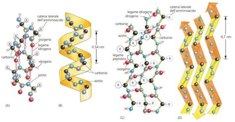 Struttura molecolare delle α-, β- e γ-ciclodestrine