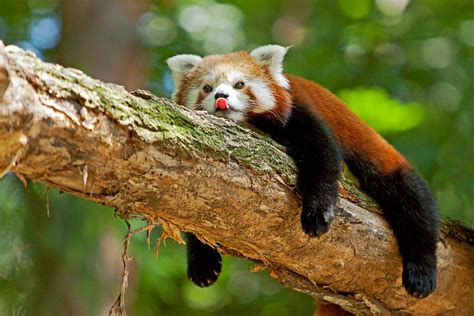 Panda rosso su un ramo di albero