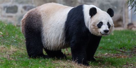Panda gigante in uno zoo