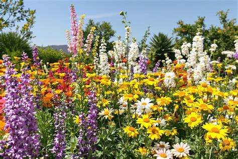 Varietà di fiori gamopetali