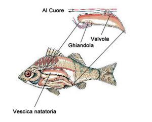 Funzionamento della vescica natatoria