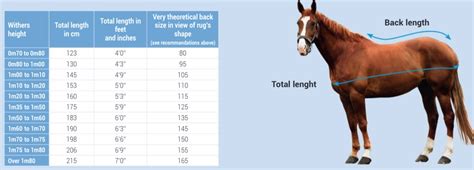 Persona che misura la lunghezza del cavallo