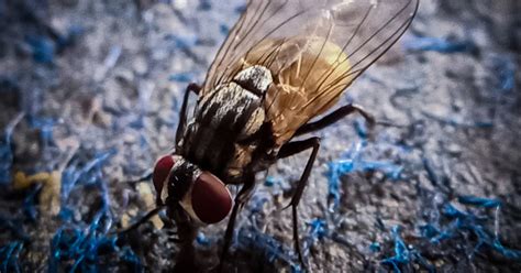 Mosca su superficie
