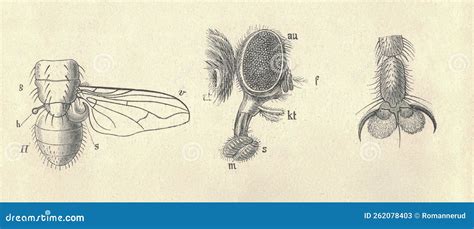 Illustrazione di una mosca con le sue parti del corpo etichettate