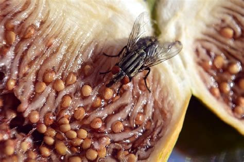 Mosche che si nutrono su rifiuti organici