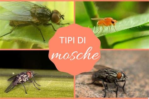 Diversi tipi di mosche comuni
