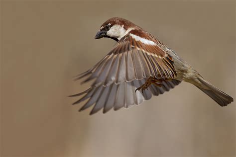 Passero in volo