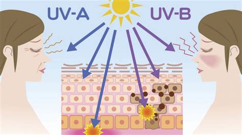 Diagramma che mostra la riduzione del calore e dei raggi UV grazie ai vetri oscurati