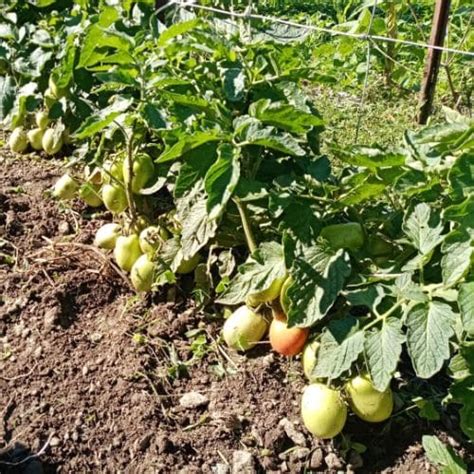 Pianta di pomodoro Rio Grande con frutti maturi in un orto domestico
