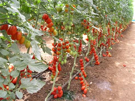 Diagramma che illustra la distanza di piantumazione consigliata per i pomodori
