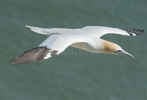 Uccello marino in volo