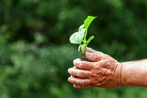 Mano che accarezza un germoglio con sfondo di paesaggio verde