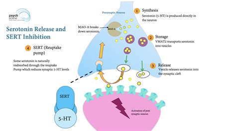 Diagramma che illustra l'azione degli SSRI sui neuroni