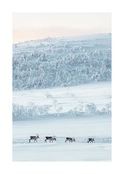 Paesaggio invernale lappone con renne