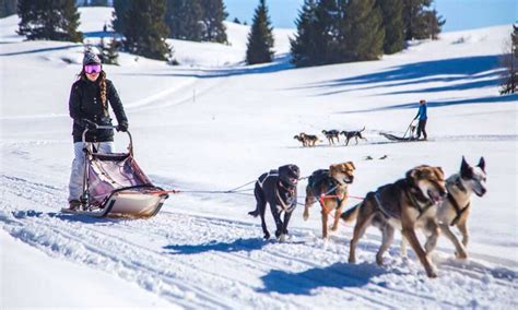 Slitta trainata da cani samoiedi
