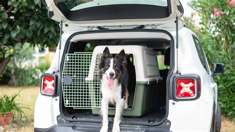 Trasportino per cani nel bagagliaio