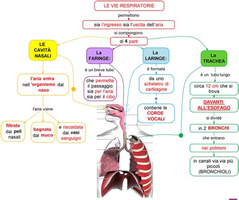 Diagramma che illustra la produzione di muco nelle vie respiratorie