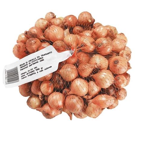 Bulbi di cipolla bianca Quarzo