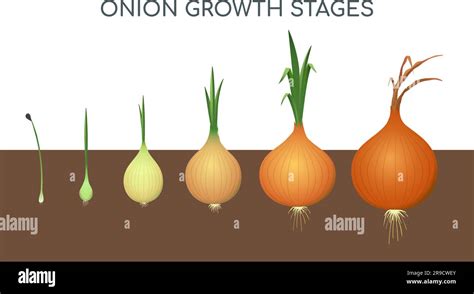 Schema del ciclo vitale della cipolla