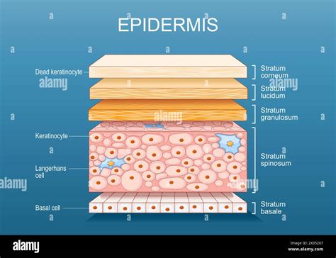 Diagramma della struttura a strati di un telo antigrandine