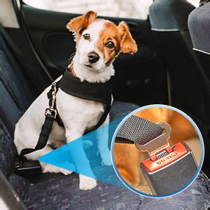 Diversi tipi di dispositivi di sicurezza per cani in auto