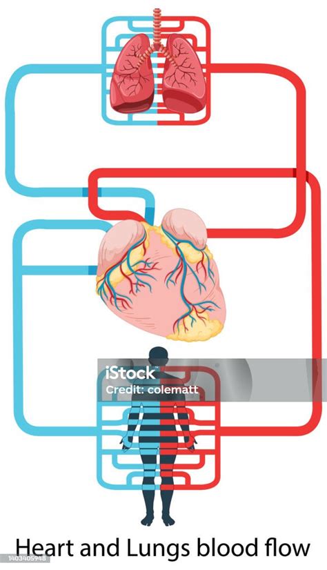 Diagramma del flusso sanguigno nelle mani durante un episodio di Raynaud