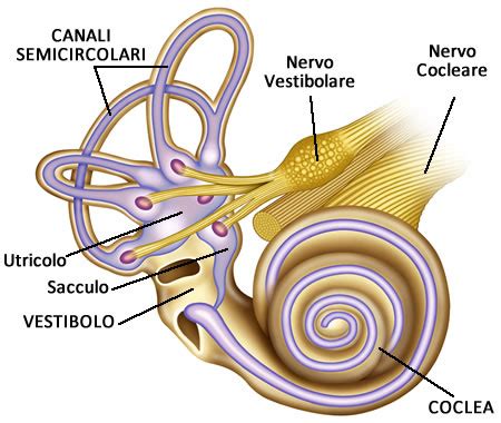 Apparato vestibolare e orecchio interno