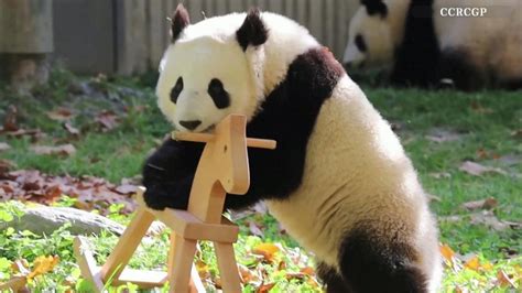 Pando il panda che gioca liberamente