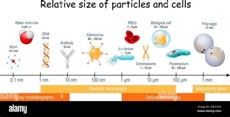 Infografica che confronta le dimensioni delle particelle trattenute dal filtro carburante con dimensioni di riferimento (capello umano, globulo rosso, batterio)