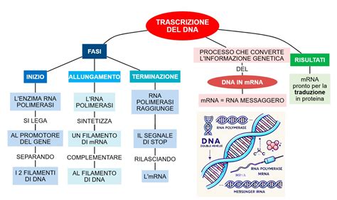 Grafico che confronta l'accuratezza tra trascrizione IA e umana