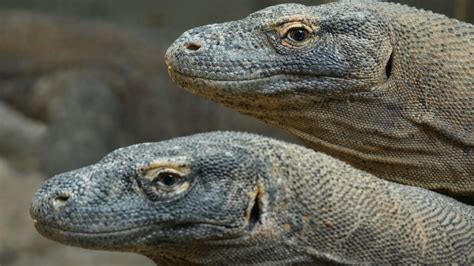 Dettaglio ravvicinato della trama e della finitura nera lucida del diffusore