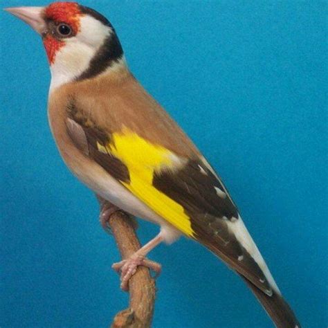 Cardellino domestico