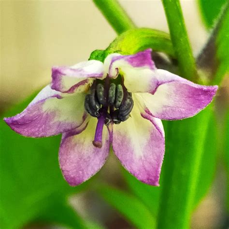 illustrazione di un fiore di peperoncino con insetti impollinatori
