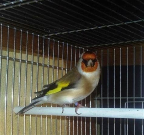 Cardellino e Canarina in una voliera