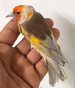 Varietà di ibridi Cardellino x Canarina