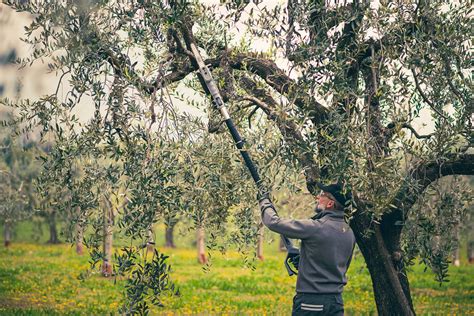 Campo di ulivi con operatore che usa un'asta telescopica per la potatura