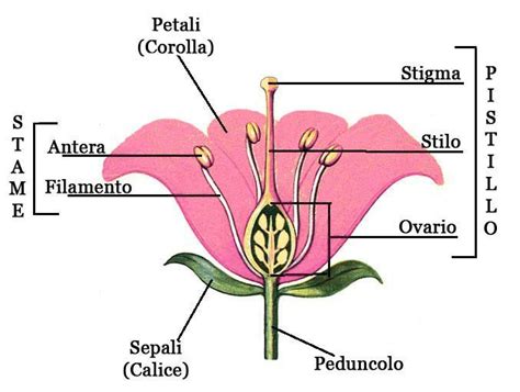 Corolla del fiore con petali colorati