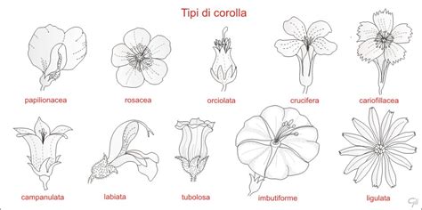 Vari tipi di corolle floreali