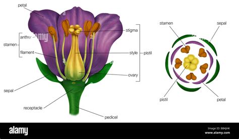 Sezione trasversale di un fiore completo