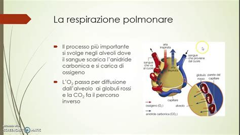 Diagramma che illustra il processo di respirazione e i principali organi coinvolti.